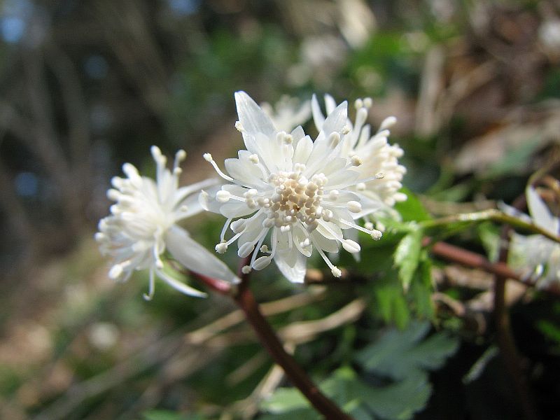 城山のセリバオウレン_a0209488_637285.jpg