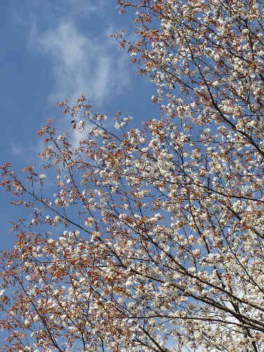 満開のしだれ桜と山桜_d0154609_1702387.jpg