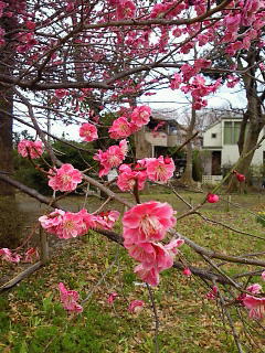 a0207713_2373136.jpg