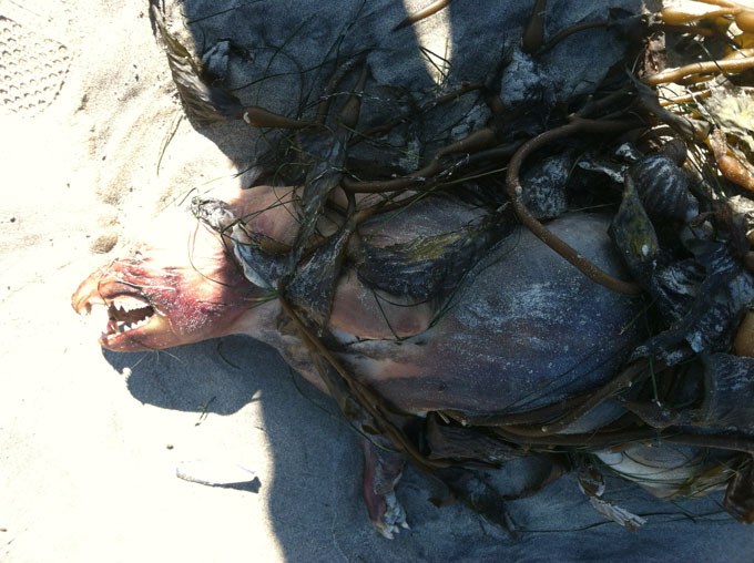 サンディエゴビーチにモンスターが打ちあがる！：新たなキメラ生物か？？_e0171614_21214469.jpg
