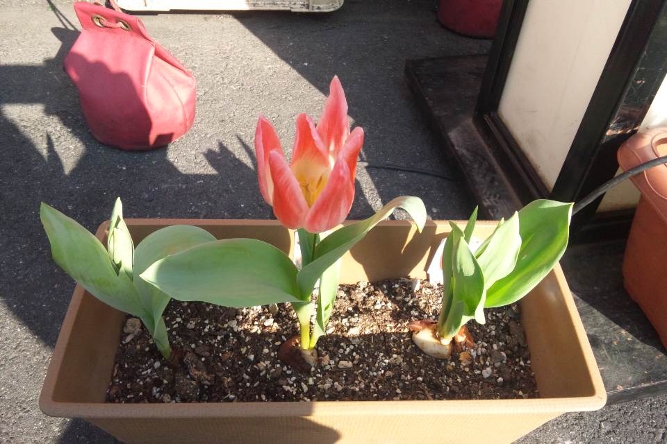 お花見身もそろそろ_d0173821_1674054.jpg