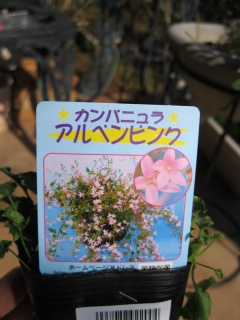 コーナンで花苗購入_e0239627_20271537.jpg