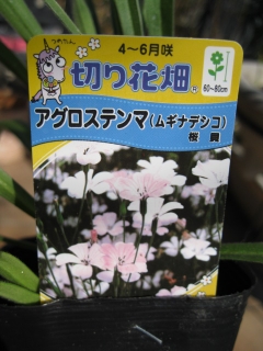 コーナンで花苗購入 ひめちいの日々あれこれ コーナンで花苗購入 ひめちいの日々あれこれ