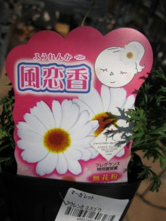 コーナンで花苗購入 ひめちいの日々あれこれ コーナンで花苗購入 ひめちいの日々あれこれ