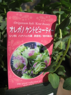 コーナンで花苗購入 ひめちいの日々あれこれ コーナンで花苗購入 ひめちいの日々あれこれ