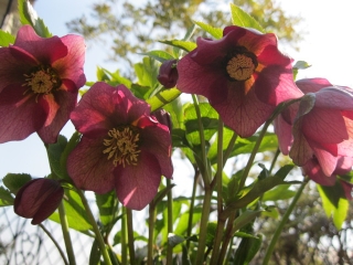 コーナンで花苗購入 ひめちいの日々あれこれ コーナンで花苗購入 ひめちいの日々あれこれ