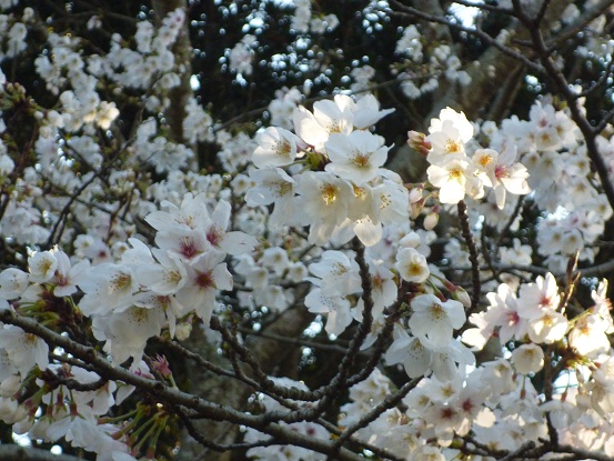 c0237432_95479.jpg