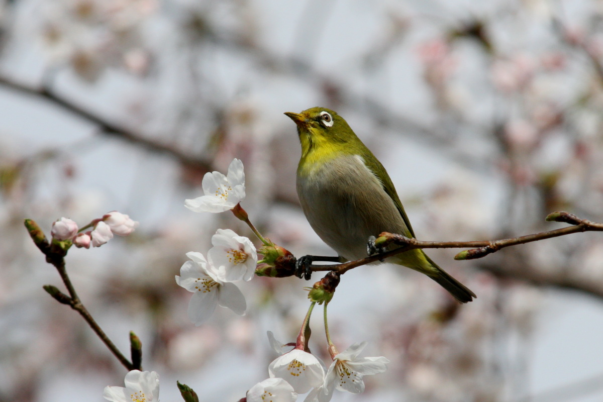 いつも身近にいる鳥 24 野鳥アルバム 公園にやって来る野鳥たち