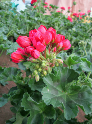 春の花市2012_f0234936_19253414.jpg