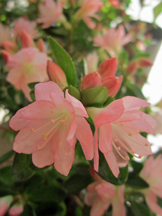 春の花市2012_f0234936_19285522.jpg