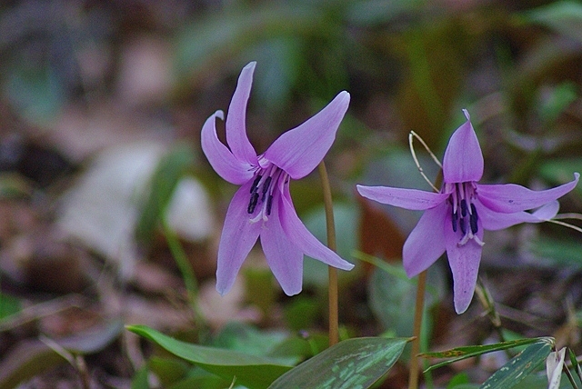 カタクリの花_d0218238_23104228.jpg