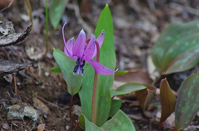 カタクリの花_d0218238_23122641.jpg