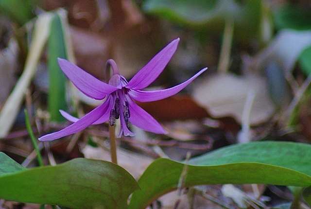 カタクリの花_d0218238_2315785.jpg