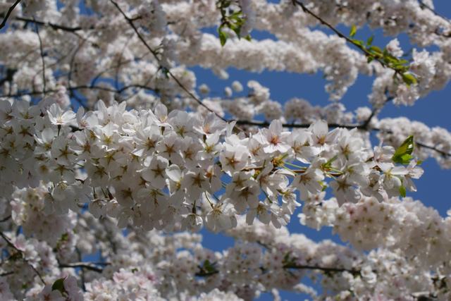 春嵐の吹く貯水池の桜並木は満開、_a0170045_2221335.jpg
