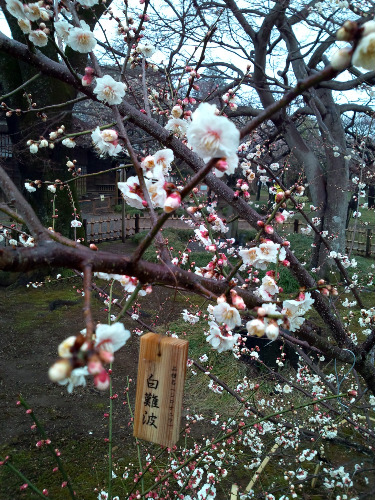 弘道館の梅　＠茨城県水戸市_f0048546_617519.jpg