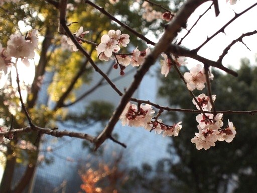 梅の花が咲いていた♪_f0096147_23191725.jpg