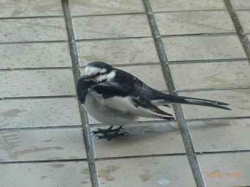 ビアンキ PISTA VIA BRERA 7_e0140354_16384029.jpg