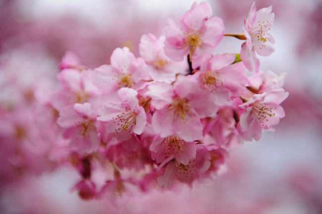 20120325_ 東岡崎　河津桜_d0187359_0294024.jpg