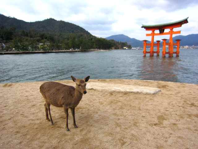 【春の広島阿呆旅その⑧安芸の宮島Ⅰ】_c0042960_16233025.jpg