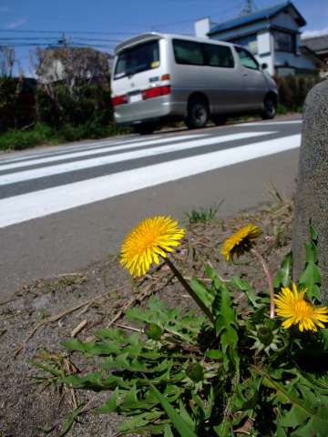 VTR1000Fでショートツーリング ～ 三浦海岸の河津桜ほか_e0045768_22125434.jpg