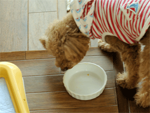 c0196673_14172934.gif