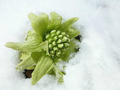 春の使者 ふきのとう 二 野に咲く北国の花