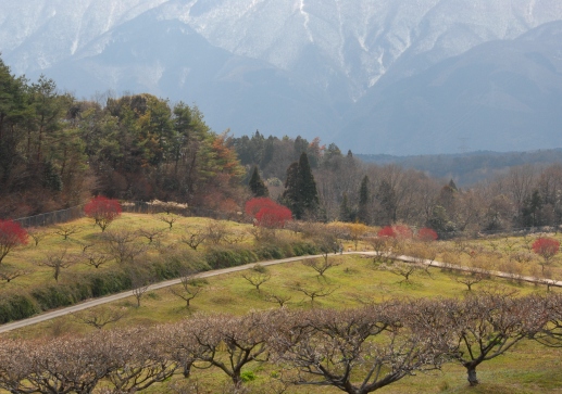 趣味の写真・・・いなべ市農業公園　　　　三重県_b0105374_9572425.jpg