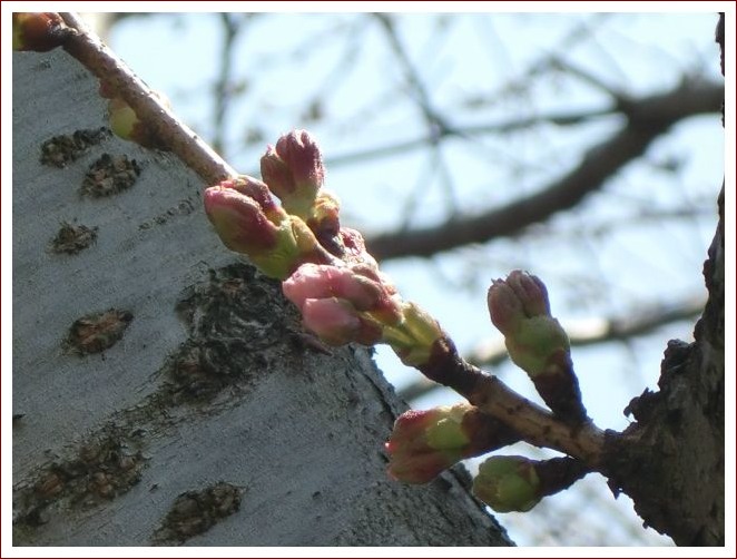 桜、もうすぐ♪_d0116574_13101134.jpg