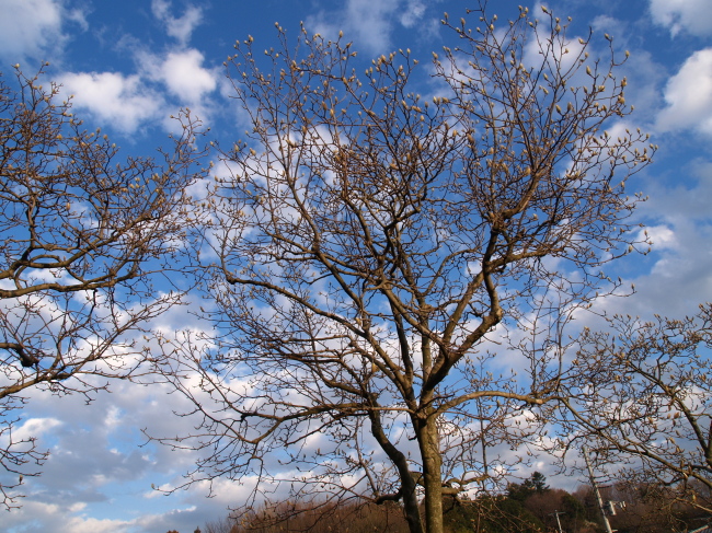 青空　ハクモクレン　蕾がふくらんできました。。_a0085679_20521536.jpg