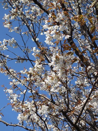 桜_b0182884_632415.jpg