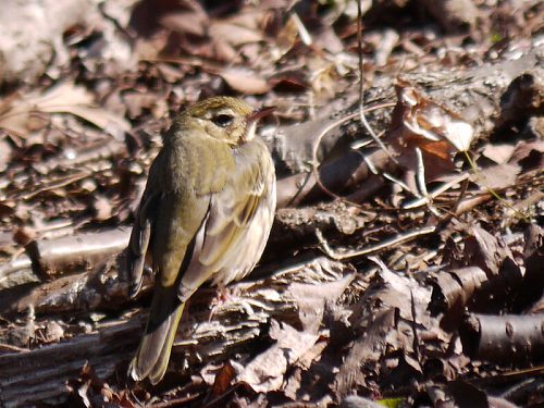 ビンズイ、ヤマガラ、エナガ_d0088184_14273195.jpg