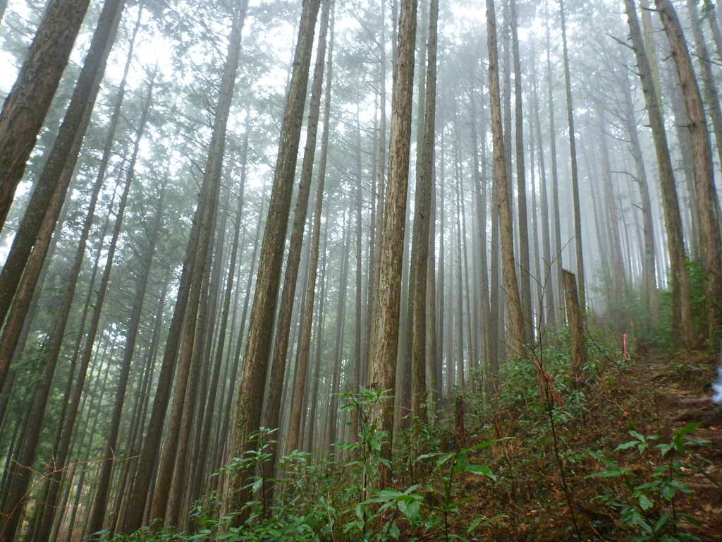 北尾根から登る日の出山～吉野梅郷 （2）　靄の中の道なき道を行く～♪_e0195587_2204648.jpg