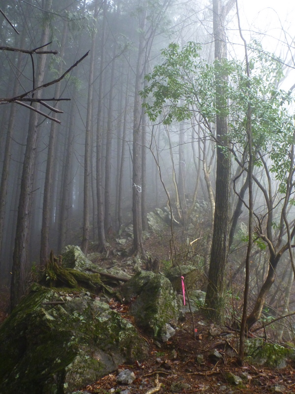 北尾根から登る日の出山～吉野梅郷 （2）　靄の中の道なき道を行く～♪_e0195587_2219875.jpg