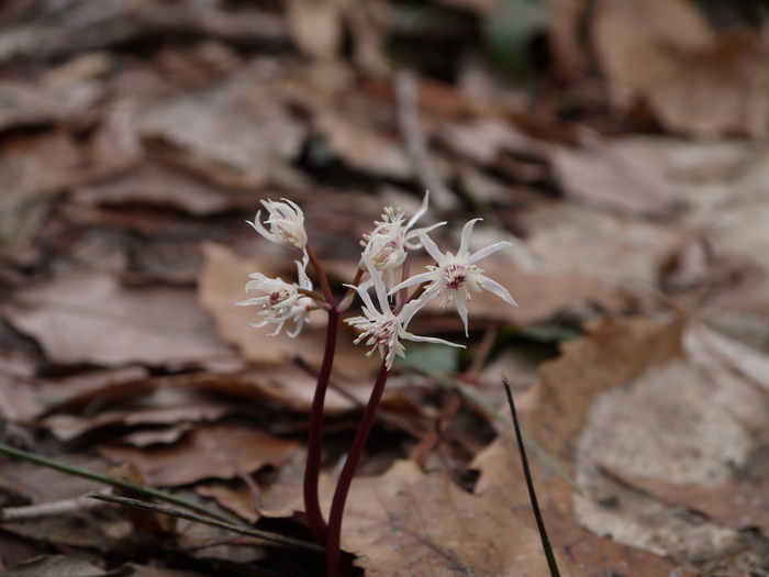 オウレンの雄花と両性花_d0169393_0471158.jpg