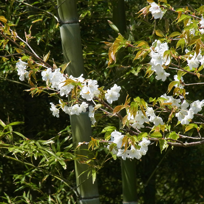c0049299_1825375.jpg