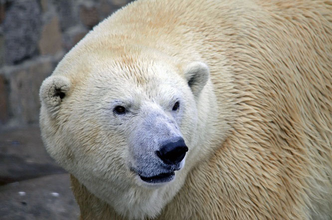 ウスラーダの赤ちゃんの登場を待つサンクトペテルブルクのレニングラード動物園_a0151913_118648.jpg