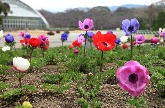 植物園1　花めぐり_e0048413_20302550.jpg