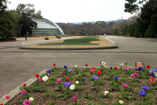 植物園1　花めぐり_e0048413_2030572.jpg