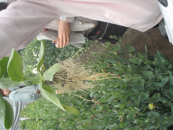 トルコキキョウ定植始まる!!_a0256619_22412043.jpg