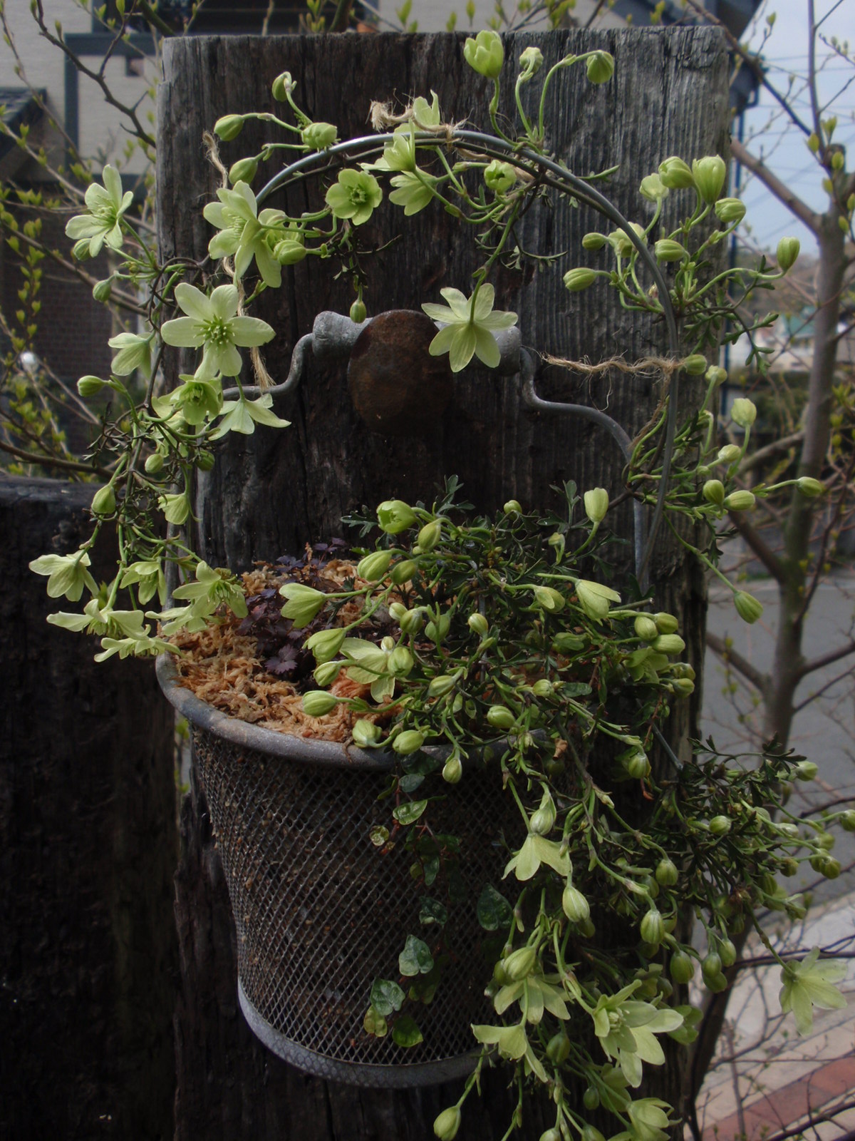 ペトリエイとピクシー 39garden ペトリエイとピクシー 39garden