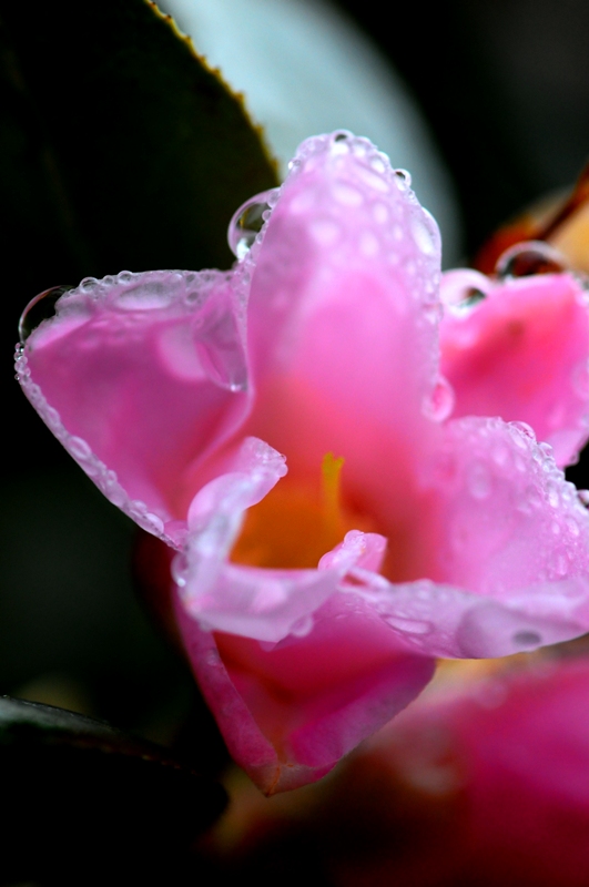 雨上がりの梅_e0095142_17594994.jpg