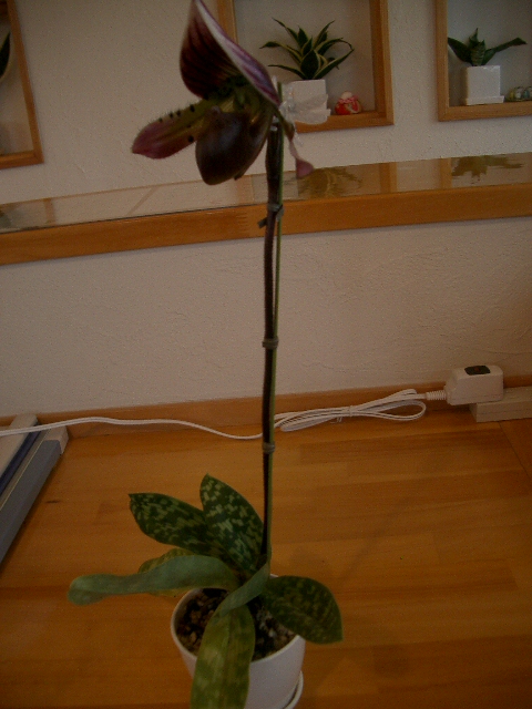 パフィオペディラム開花_a0155844_18181627.jpg