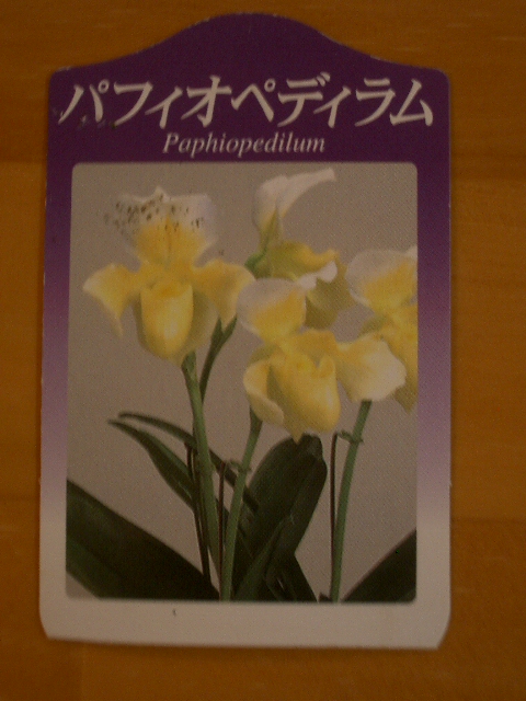 パフィオペディラム開花_a0155844_1819125.jpg