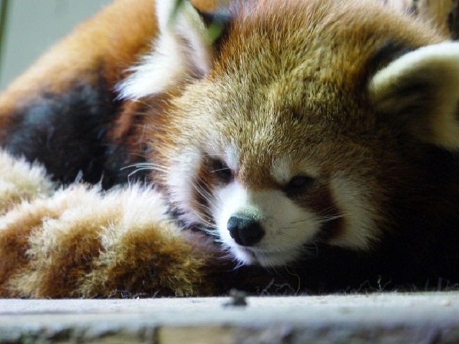 茶臼山動物園～終～_d0203850_17415251.jpg