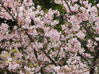 e0172950_1227577.jpg