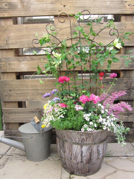 クレマチスとミニバラの寄せ植え さにべるスタッフblog Sunny Day S Garden