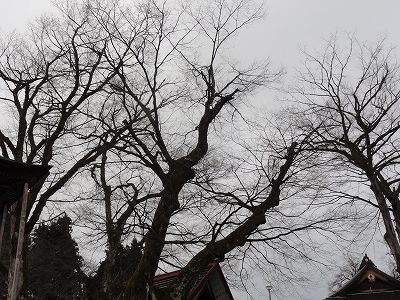 雨で欅の枝が黒くなっています_a0084753_163934.jpg