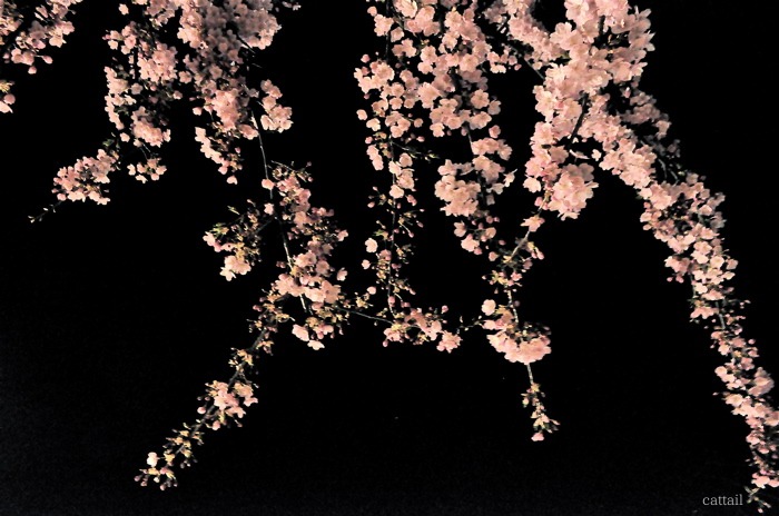 夜曲　　2012桜　長居公園。_e0125762_111614.jpg