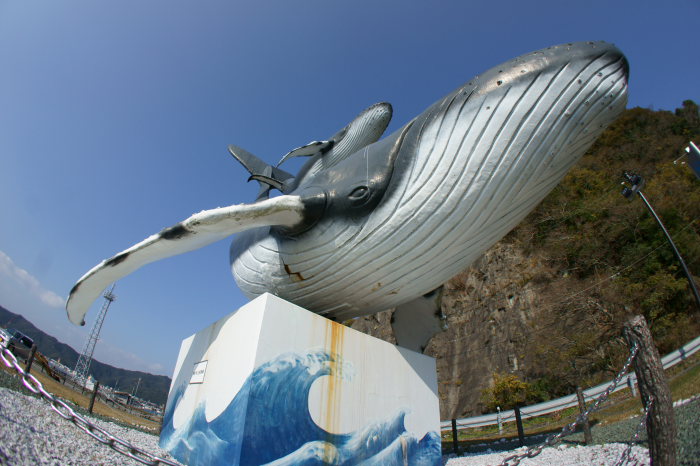 親子鯨、発見～_a0077663_9263387.jpg