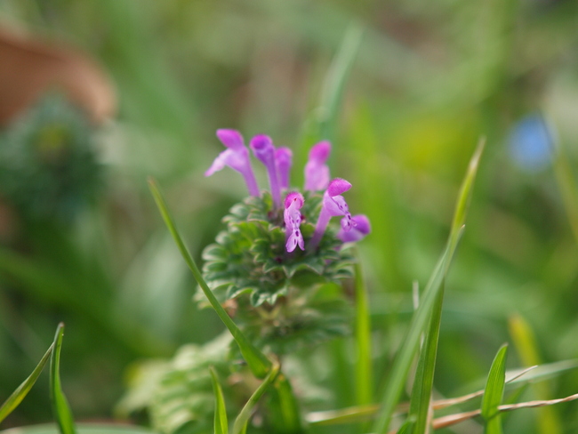 『仏の座』 と『姫踊子草』_e0248566_15205175.jpg